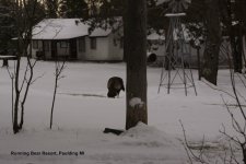 Wild U.P. Turkeys.jpg