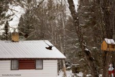 Running Bear Resort Wild Turkeys.jpg