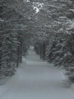 wawa trail 9 tunnel of trees..jpg