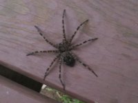 SPIDER.JPG
