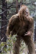 sasquatch.jpg