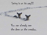 deer in the meadow.jpg