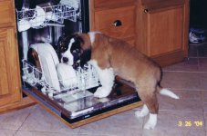Dishwasher.jpg