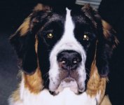 Birkie close up.jpg