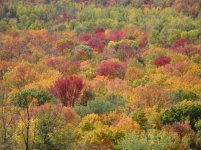 Fall Clolors 019.jpg