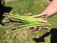 Asparagus.jpg