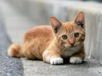 421964-bigthumbnail.jpg