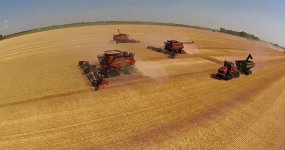 wheat harvest 2.jpg