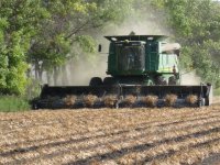 edible bean harvest.jpg