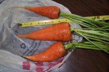 CARROTS - 2014 001.jpg CARROTS - 2014 001.jpg