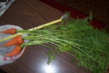 CARROTS - 2014 002.jpg