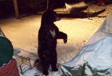 bear in snow.jpg