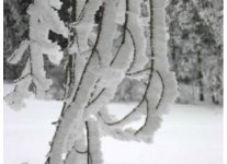 HOARFROST1.jpg