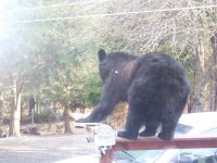 bear on rail 001.jpg