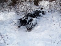 dead bear 011.jpg