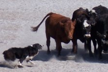 Kite_and_the_Fury_on_cattle.jpg