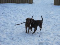 dogs 002.jpg