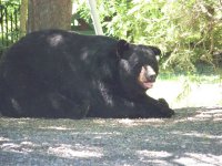 BIG V bear vids 055.jpg