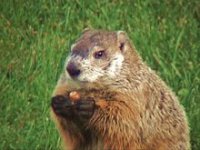 Mr. Ground Hog.jpg