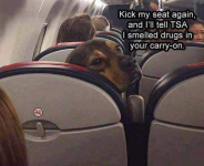 Dog on a Plane.png