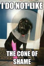 Cone of shame.jpg