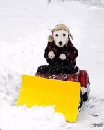 Dog Snowblower.png