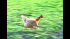 John's Chicken.jpg