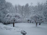 snow of 2-4-21.jpg