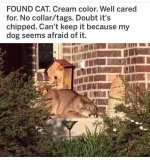 Lost Cat.jpg