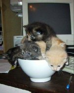 Bowl%20Of%20Kittens.jpg