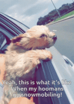 Gif Wind 4.gif