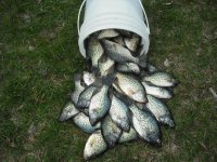 Bucket of crappies.jpg