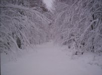 snowy driveway.jpg