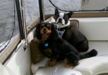 dogs on boat (Medium).jpg