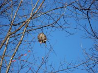 Wasp Nest up High 002 (Medium).jpg