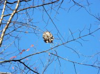 Wasp Nest up High 003 (Medium).jpg