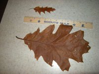 Oak Leaf 1.JPG