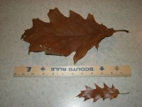 Oak Leaf 2.JPG