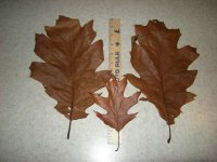 Oak Leaf 4.JPG