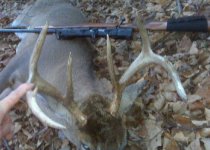 deer 2010.jpg