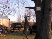 Deer pic's 2010 007.JPG