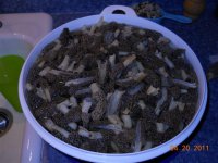 shrooms 007 (Small).jpg