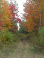 Fall Colors U.P. MI.jpg