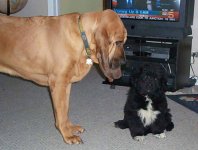 Packer & Harley as a puppy.jpg