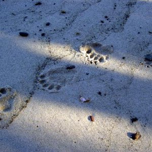 Bear tracks on the shore of Superior