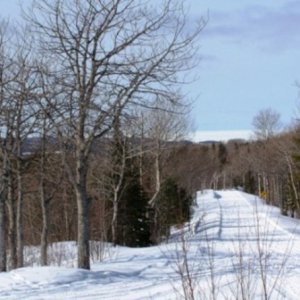 Harlow Trail (g)