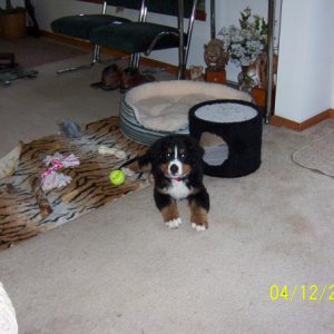 my best friend max as a puppy a burnese mountin dog