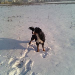 max the snow dog