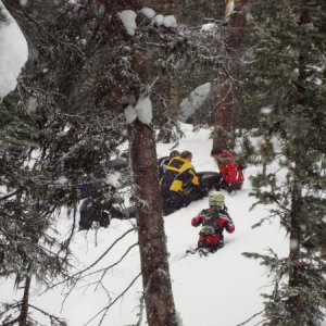 Powder Kitty stuck in the trees