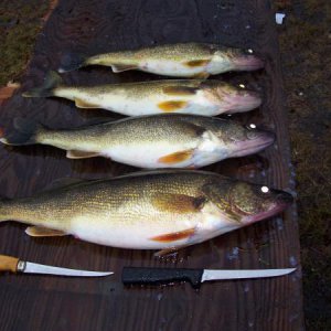 The wife's fish through the ice.  1st time!!!!